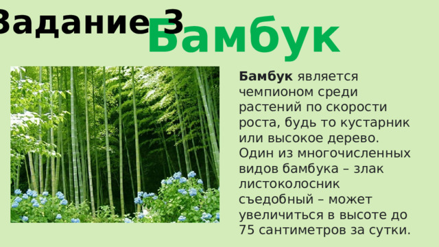 Задание 3  Бамбук Бамбук  является чемпионом среди растений по скорости роста, будь то кустарник или высокое дерево. Один из многочисленных видов бамбука – злак листоколосник съедобный – может увеличиться в высоте до 75 сантиметров за сутки. 