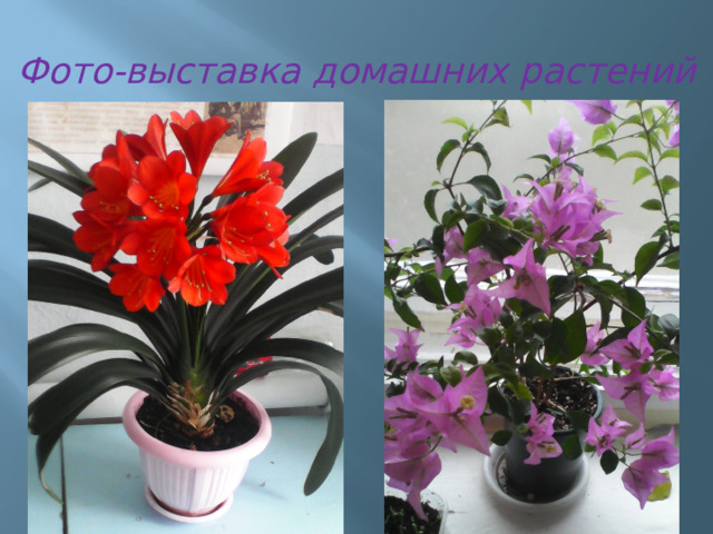 Фото-выставка домашних растений 