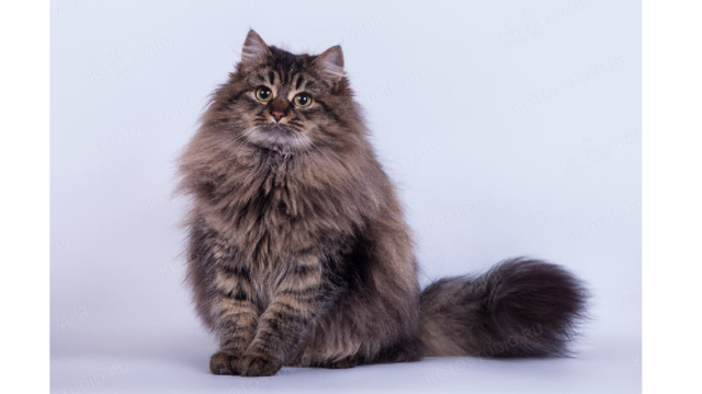 Сибирская кошка характер