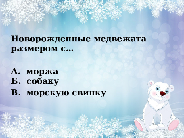 Новорожденные медвежата размером с…   А.  моржа   Б.  собаку В.  морскую свинку 