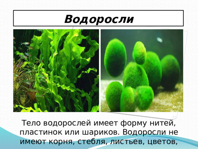 Три организма водоросли. Тело водорослей. Смолоносные растения примеры. Водоросли не имеют тканей и органов.