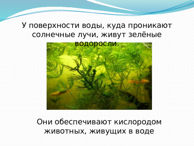 У поверхности воды, куда проникают солнечные лучи, живут зелёные водоросли. Они обеспечивают кислородом животных, живущих в воде . 