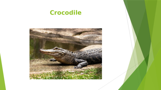 Crocodile 