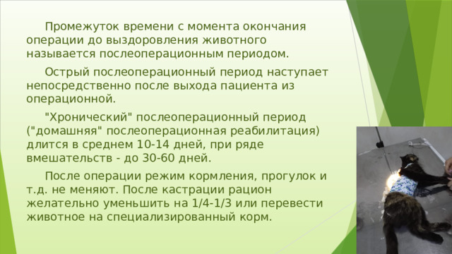 Презентация кастрация быков