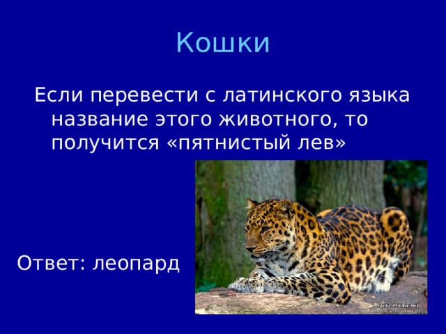 Кошки Ответ: леопард 