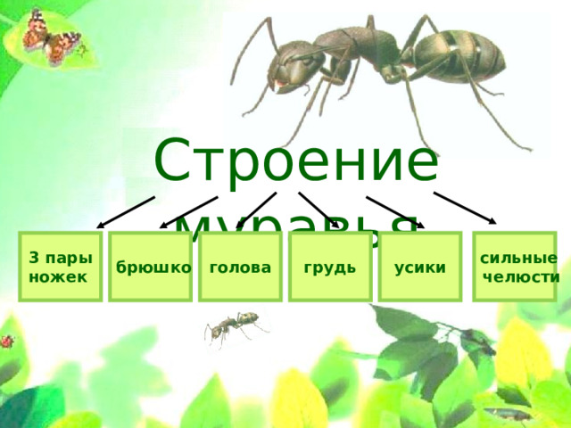 Презентация приключения муравьишки