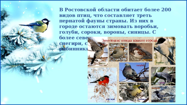 В Ростовской области обитает более 200 видов птиц, что составляет треть пернатой фауны страны. Из них в городе остаются зимовать воробьи, голуби, сороки, вороны, синицы. С более северных широт к нам прилетают снегири, свиристели, дрозды-рябинники. 