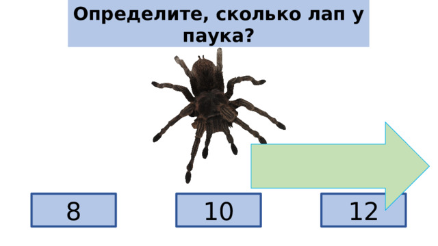 Определите, сколько лап у паука? 10 12 8 