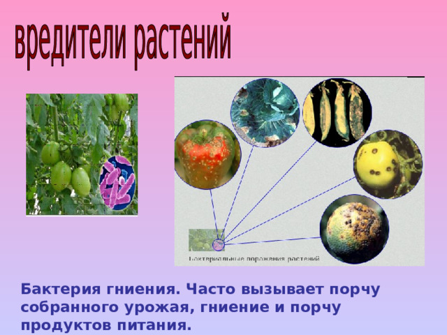 Бактерии гниения. Аммонифицирующие бактерии. Порча продуктов бактериями. Царство бактерий.