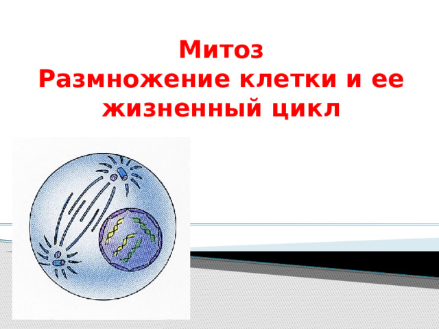 Митоз  Размножение клетки и ее жизненный цикл 