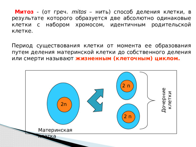 Дочерние клетки    Митоз - (от греч. mitos – нить) способ деления клетки, в результате которого образуется две абсолютно одинаковые клетки с набором хромосом, идентичным родительской клетке.   Период существования клетки от момента ее образования путем деления материнской клетки до собственного деления или смерти называют жизненным (клеточным) циклом. 2 n 2n 2 n Материнская клетка 