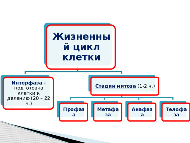 Жизненный цикл клетки Интерфаза -  подготовка клетки к делению (20 – 22 ч.) Стадии митоза  (1-2 ч.) Профаза Метафаза Анафаза Телофаза 