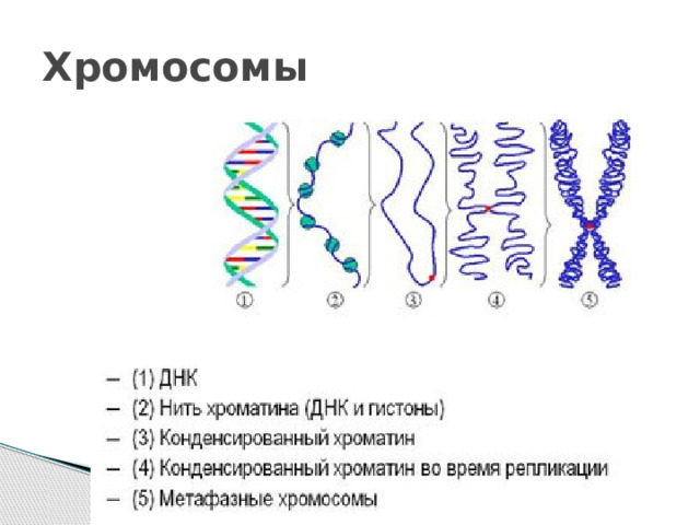 Хромосомы 