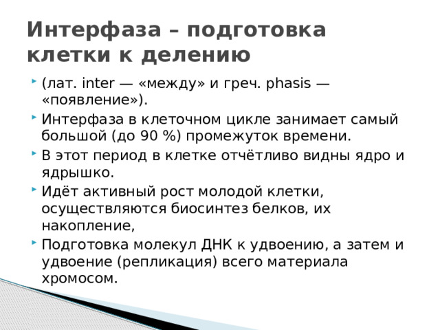 Интерфаза – подготовка клетки к делению (лат. inter — «между» и греч. phasis — «появление»). Интерфаза в клеточном цикле занимает самый большой (до 90 %) промежуток времени. В этот период в клетке отчётливо видны ядро и ядрышко. Идёт активный рост молодой клетки, осуществляются биосинтез белков, их накопление, Подготовка молекул ДНК к удвоению, а затем и удвоение (репликация) всего материала хромосом. 