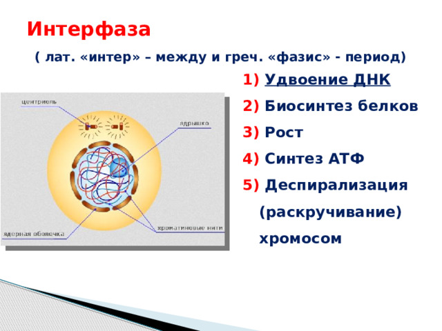 Интерфаза   ( лат. «интер» – между и греч. «фазис» - период) 1) Удвоение ДНК 2) Биосинтез белков 3) Рост 4) Синтез АТФ 5) Деспирализация (раскручивание) хромосом 