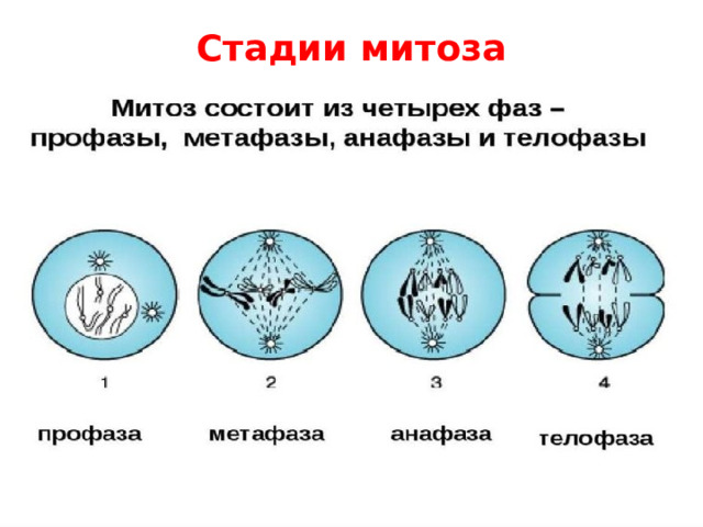 Стадии митоза 