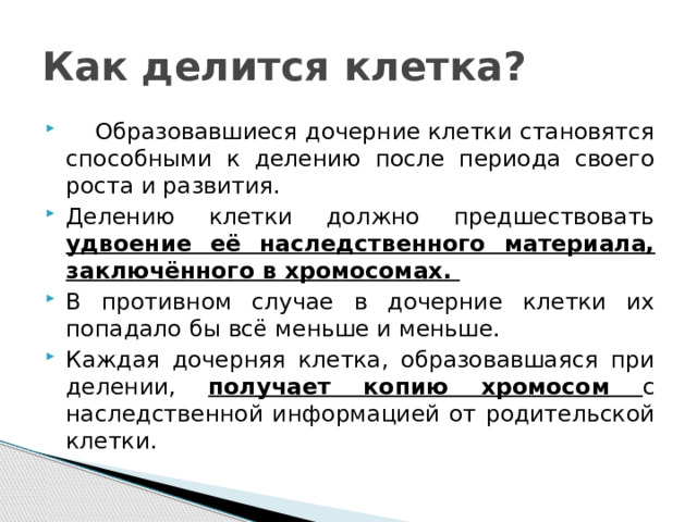 Как делится клетка?      Образовавшиеся дочерние клетки становятся способными к делению после периода своего роста и развития. Делению клетки должно предшествовать удвоение её наследственного материала, заключённого в хромосомах. В противном случае в дочерние клетки их попадало бы всё меньше и меньше. Каждая дочерняя клетка, образовавшаяся при делении, получает копию хромосом с наследственной информацией от родительской клетки. 