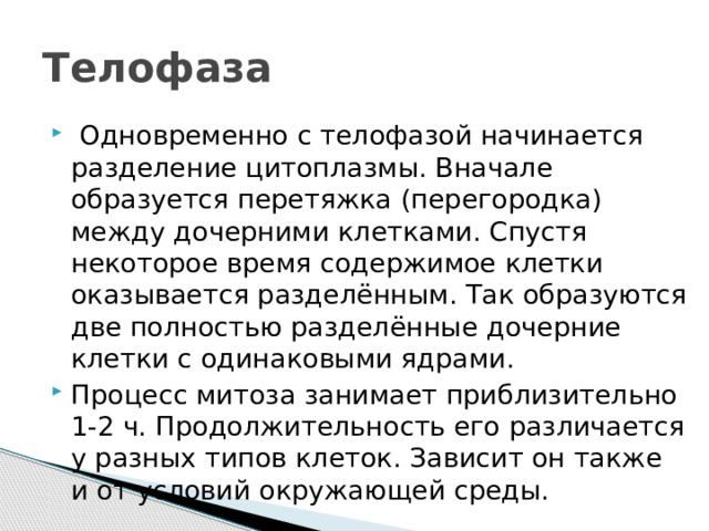 Телофаза   Одновременно с телофазой начинается разделение цитоплазмы. Вначале образуется перетяжка (перегородка) между дочерними клетками. Спустя некоторое время содержимое клетки оказывается разделённым. Так образуются две полностью разделённые дочерние клетки с одинаковыми ядрами. Процесс митоза занимает приблизительно 1-2 ч. Продолжительность его различается у разных типов клеток. Зависит он также и от условий окружающей среды. 