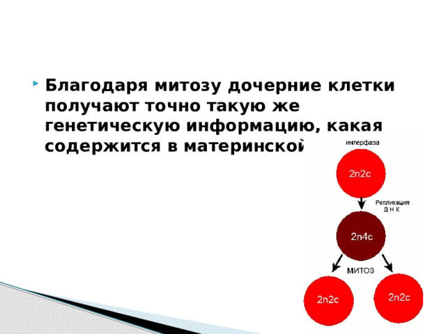 Благодаря митозу дочерние клетки получают точно такую же генетическую информацию, какая содержится в материнской клетке. 