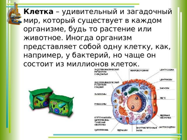 Что представляет собой организм 5 класс