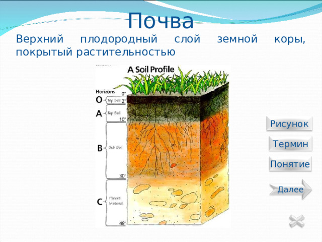 Почва Верхний плодородный слой земной коры, покрытый растительностью  Рисунок  Термин Понятие Далее 20 