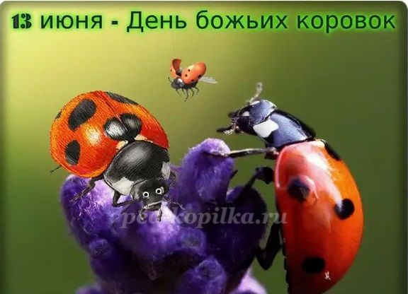 Занятие " День Божьей коровки"