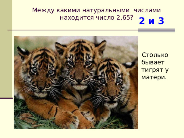 Между какими натуральными числами находится число 2, 65 ?   2 и 3 Столько бывает тигрят у матери. 