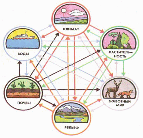 Взаимосвязи природных комплексов