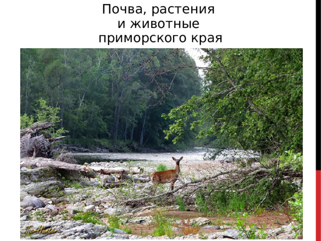 Почва, растения и животные приморского края 