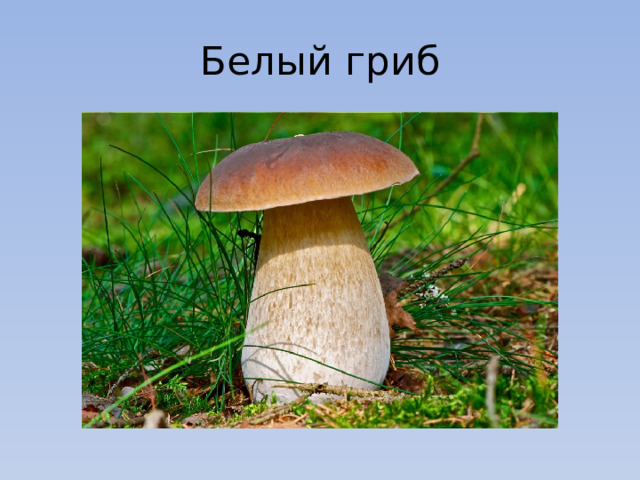 Белый гриб 