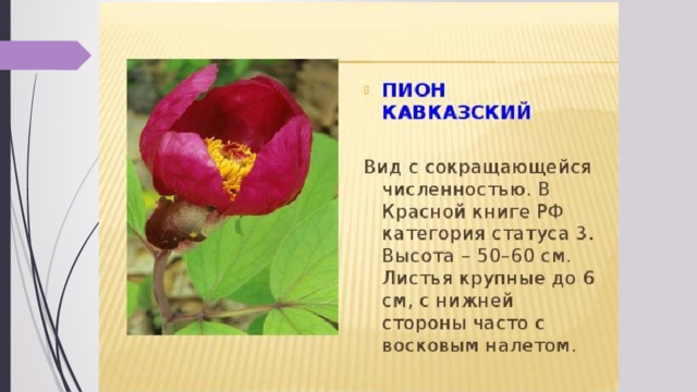 Растения краснодарского края проект 3 класс