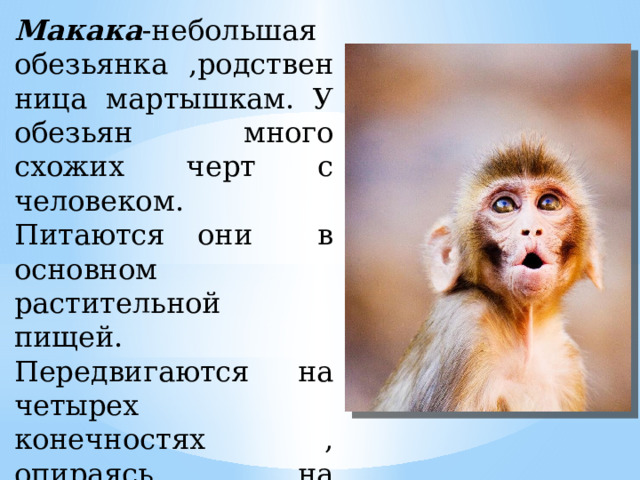 Про обезьянку вопросы к тексту