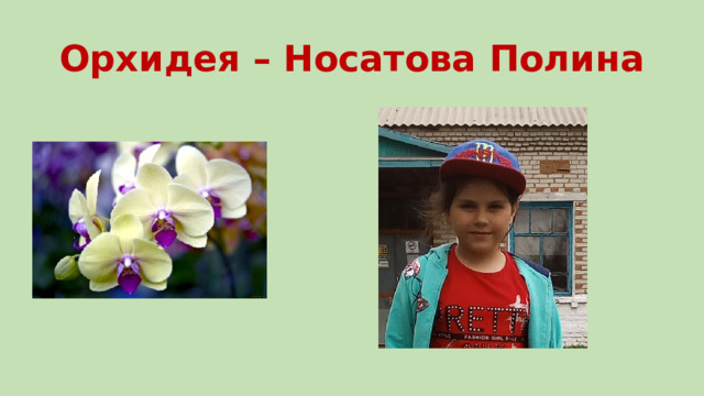 Орхидея – Носатова Полина 