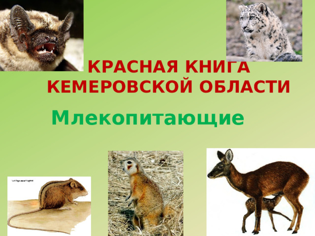 Красная Книга Кемеровской области Млекопитающие 
