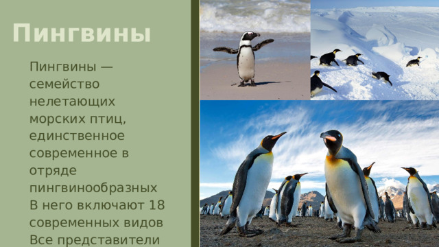 Пингвины Пингвины — семейство нелетающих морских птиц, единственное современное в отряде пингвинообразных В него включают 18 современных видов Все представители этого семейства хорошо плавают и ныряют. 