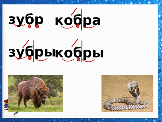 зубр  зубры кобра  кобры  