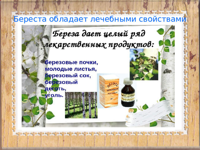 Береста обладает лечебными свойствами 