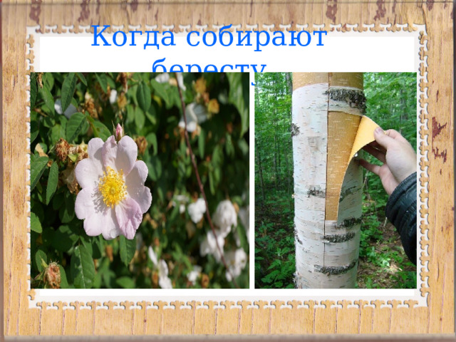 Когда собирают бересту 