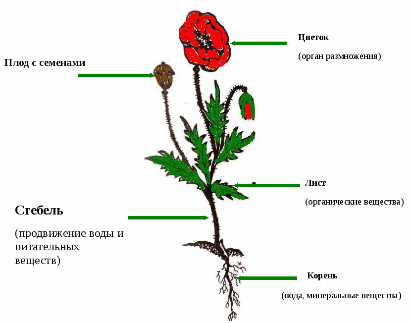 Схема строения цветкового растения