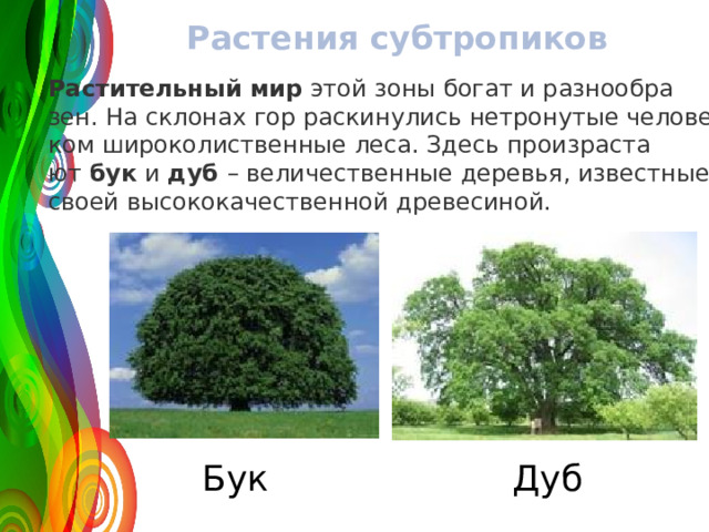 Растения субтропиков. Растительный мир субтропиков России. Растение суп тропической зоны. Субтропическая зона растительный мир.