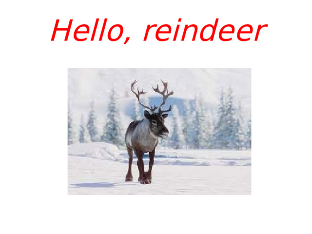 Hello, reindeer 