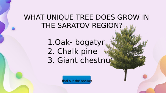 WHAT UNIQUE TREE DOES GROW IN  THE SARATOV REGION? 1.Oak- bogatyr 2. Chalk pine 3. Giant chestnut find out the answer  