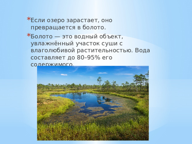 Если озеро зарастает, оно превращается в болото. Болото — это водный объект, увлажнённый участок суши с влаголюбивой растительностью. Вода составляет до 80–95% его содержимого. 