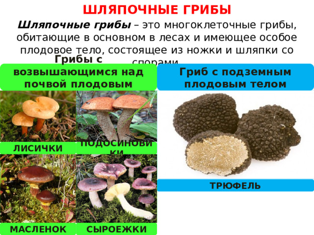 ШЛЯПОЧНЫЕ ГРИБЫ Шляпочные грибы  – это многоклеточные грибы, обитающие в основном в лесах и имеющее особое плодовое тело, состоящее из ножки и шляпки со спорами. Грибы с возвышающимся над почвой плодовым телом Гриб с подземным плодовым телом ЛИСИЧКИ ПОДОСИНОВИКИ ТРЮФЕЛЬ МАСЛЕНОК СЫРОЕЖКИ 