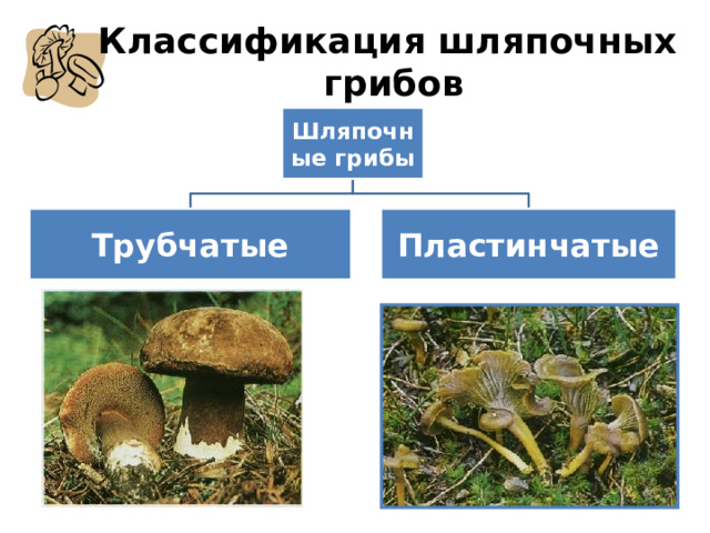 Классификация шляпочных грибов Шляпочные грибы Трубчатые Пластинчатые Знакомство с грибами мы начинаем с трубчатых шляпочных грибов Ведь именно они наиболее ценятся в нашей стране. Когда грибники хвастаются, они называют число найденных ими трубчатых грибов - белых, подберёзовиков, подосиновиков...   Знакомство с грибами мы начинаем с трубчатых шляпочных грибов Ведь именно они наиболее ценятся в нашей стране. Когда грибники хвастаются, они называют число найденных ими трубчатых грибов - белых, подберёзовиков, подосиновиков...   16 