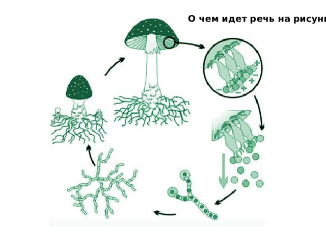 Прорастающие споры гриба. Образование спор - бесполое размножение грибов.. Бесполое размножение гриба. Размножение грибов спорами схема. Размножение грибов мицелием.