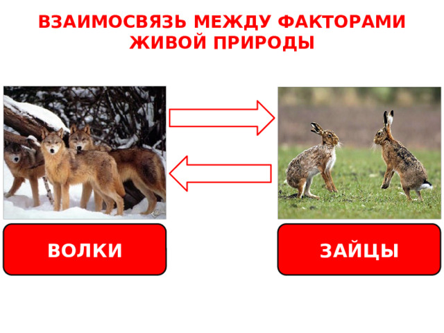 ВЗАИМОСВЯЗЬ МЕЖДУ ФАКТОРАМИ ЖИВОЙ ПРИРОДЫ ВОЛКИ ЗАЙЦЫ 
