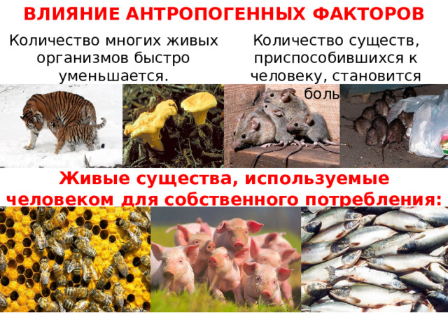 ВЛИЯНИЕ АНТРОПОГЕННЫХ ФАКТОРОВ Количество многих живых организмов быстро уменьшается. Количество существ, приспособившихся к человеку, становится больше. Живые существа, используемые человеком для собственного потребления: 