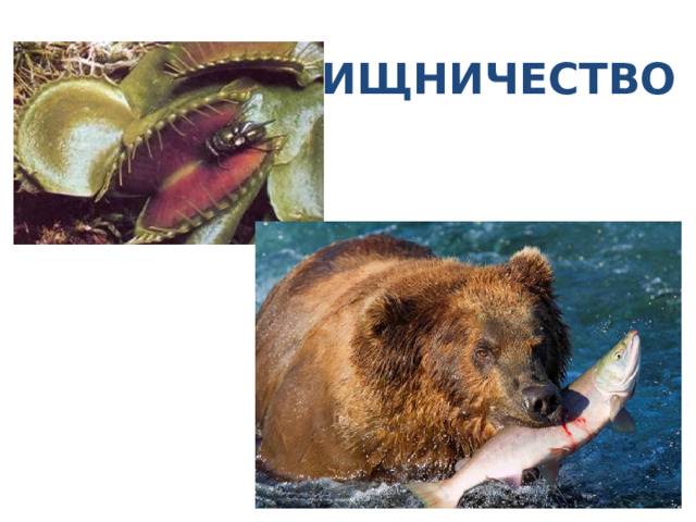 ХИЩНИЧЕСТВО 