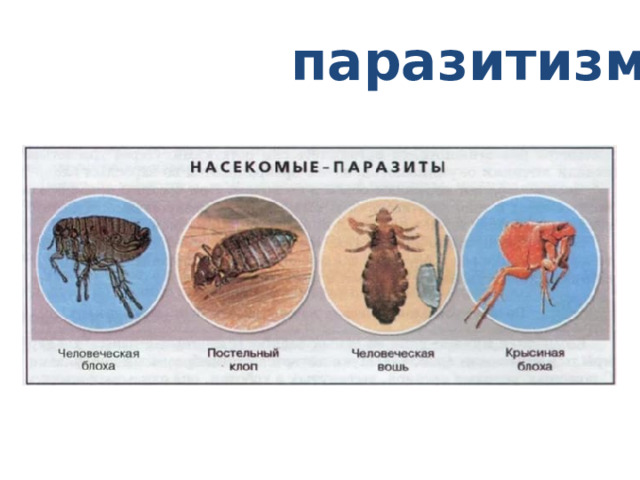 паразитизм 